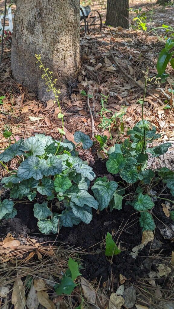 Coral Bells