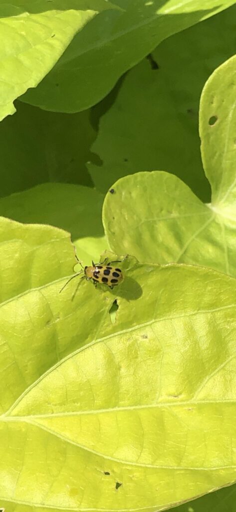 Cucumber beetles. A very destructive pest