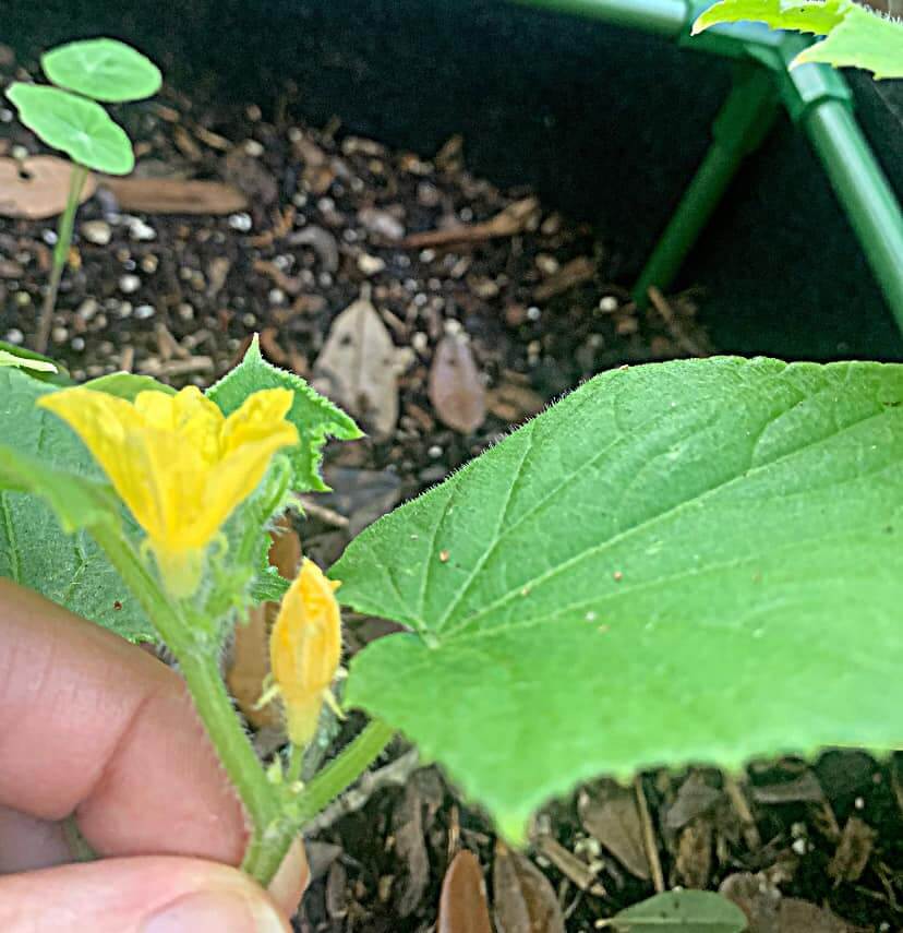 Cucumber flowers
