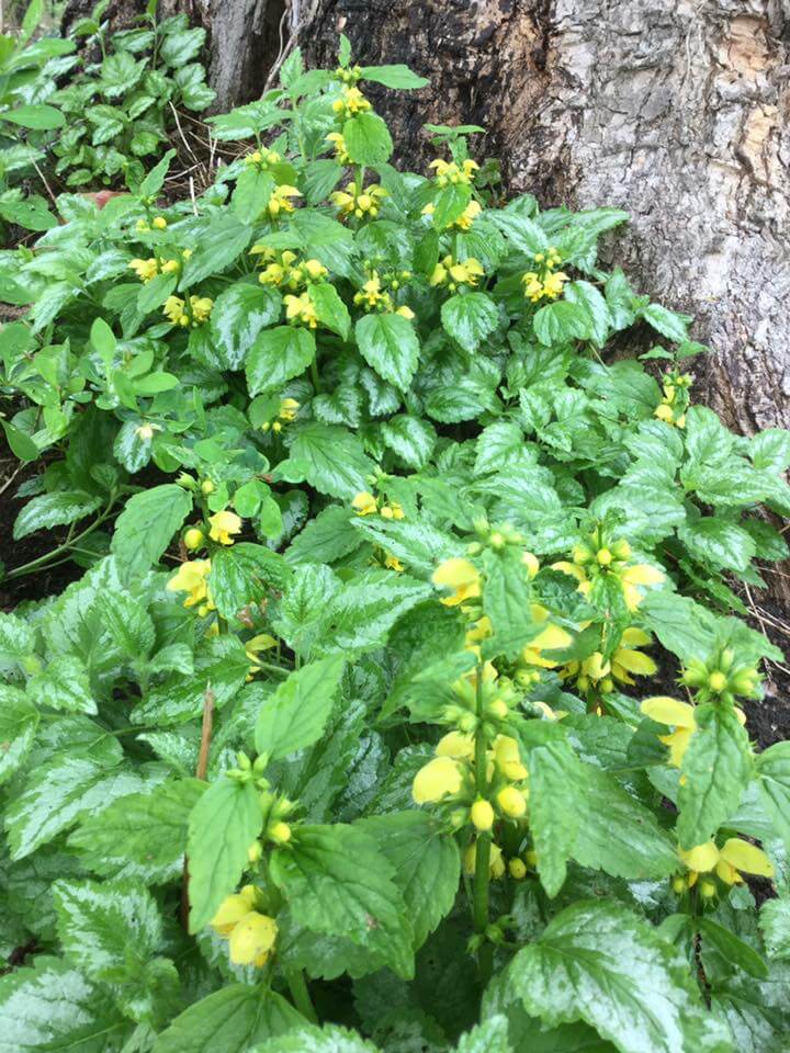 Dead-nettles