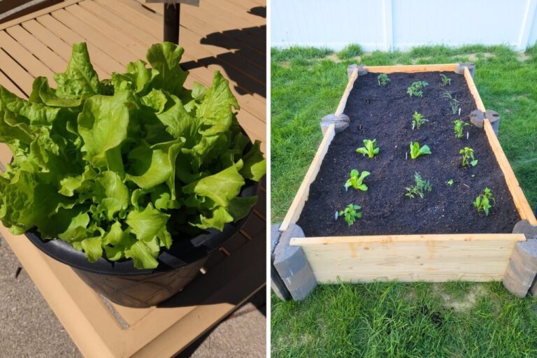 Fast-Growing Veggies