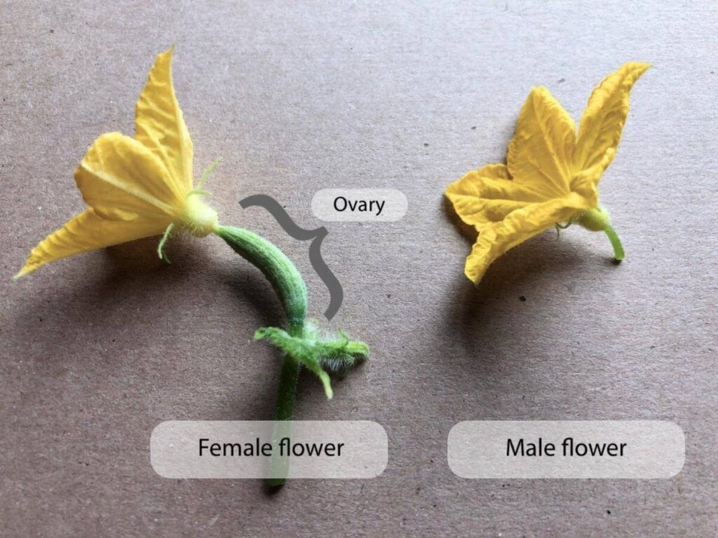Female and male cucumber flowers