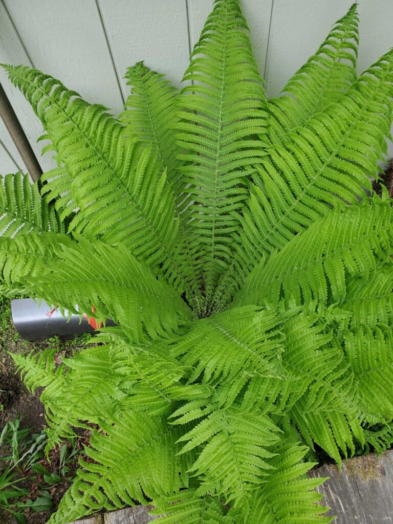 Ferns