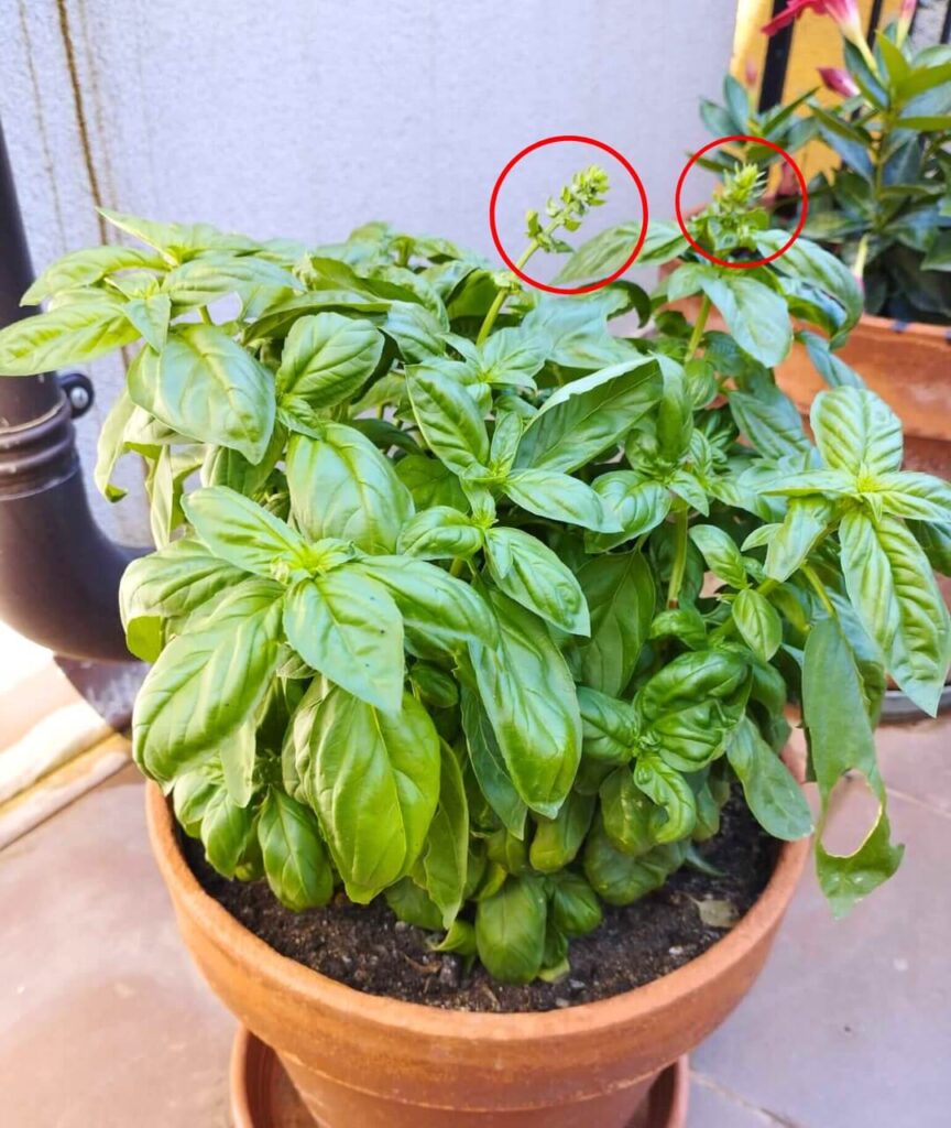 First basil flowers to be taken off