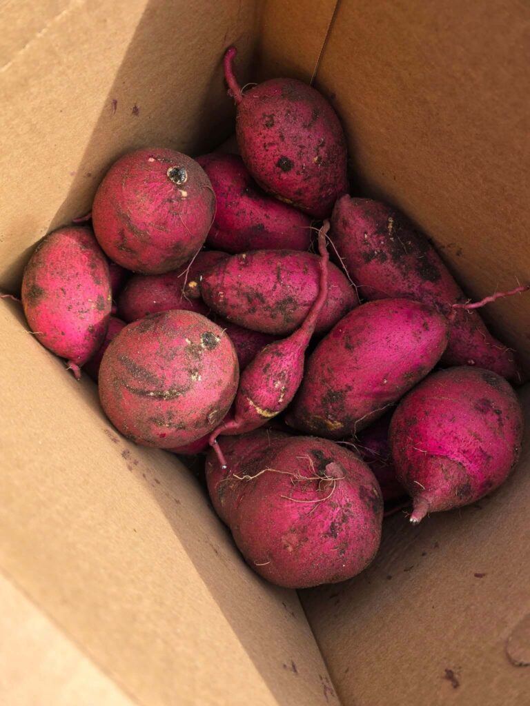 Freshly harvested sweet potatoes