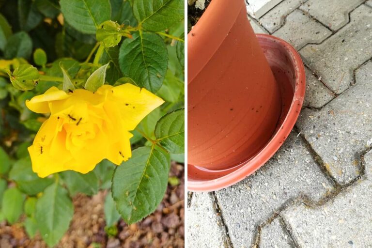 Get Rid of Ants on Plants