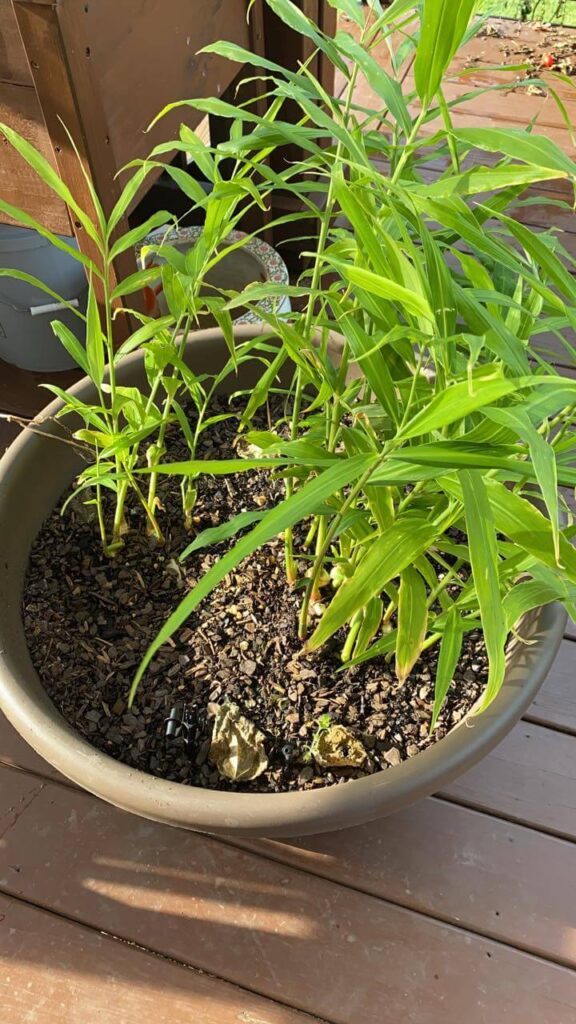 Ginger plant in a pot