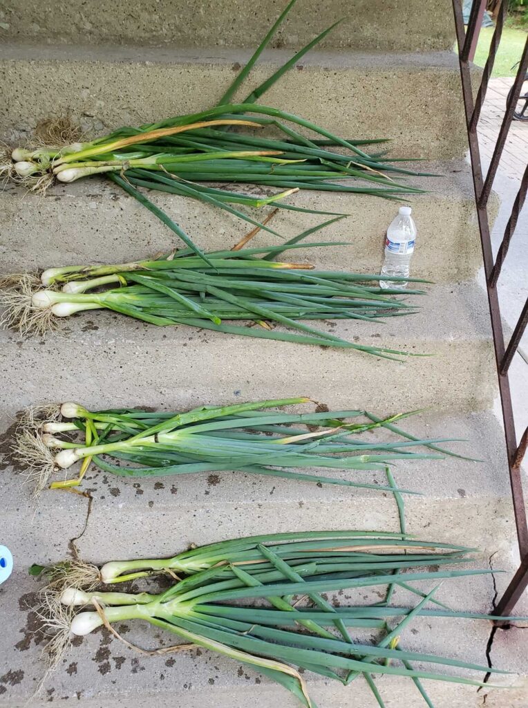 Green Onions