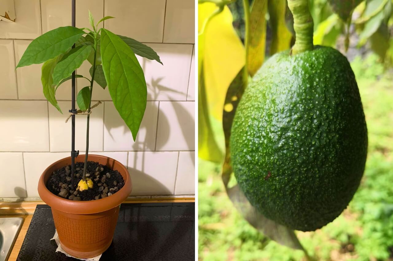 Grow an Avocado in a Pot