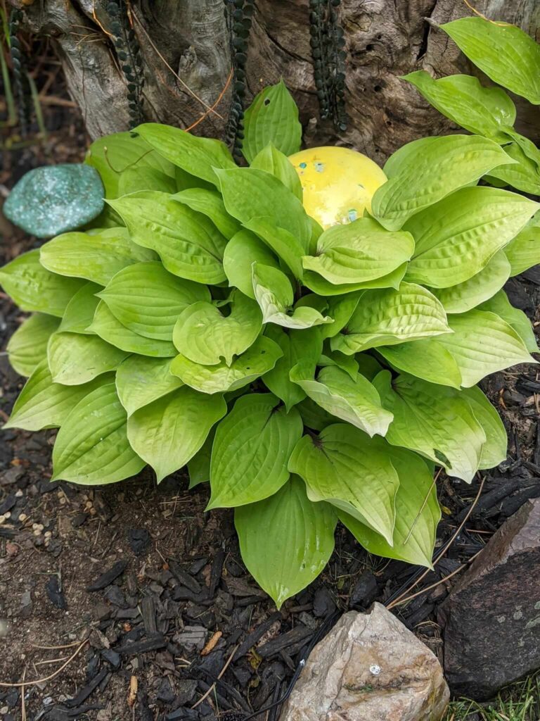 Hosta under a tree