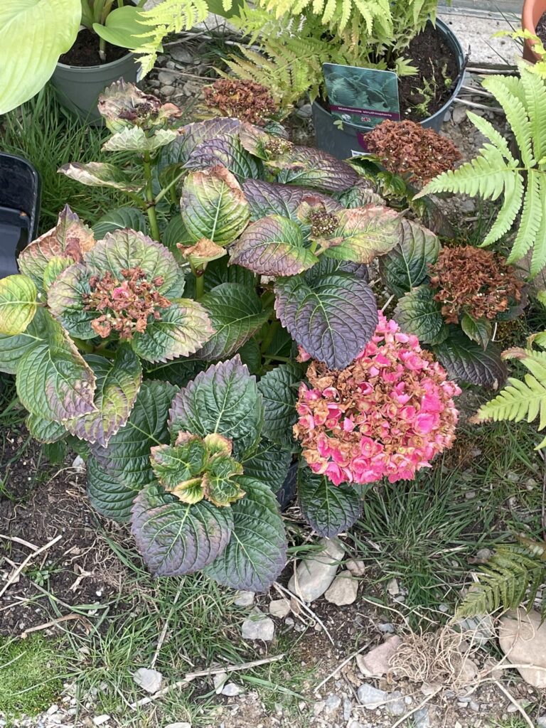 hydrangeas generally need a good amount of water. They are known for their thirsty nature and thrive in moist soil