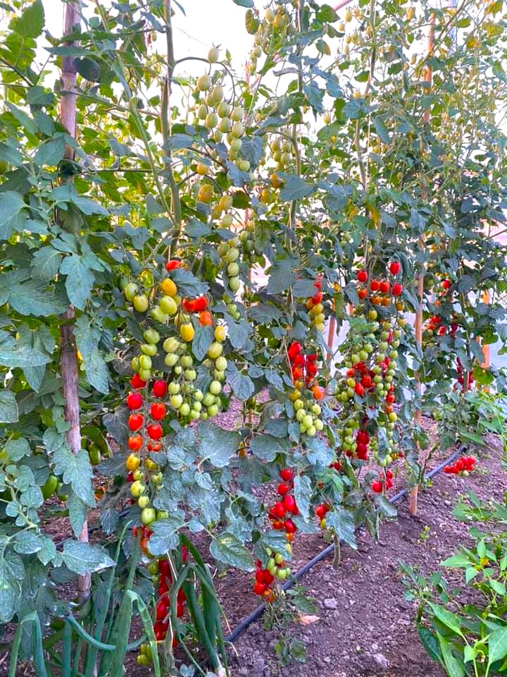 Indeterminate tomato plants in my field