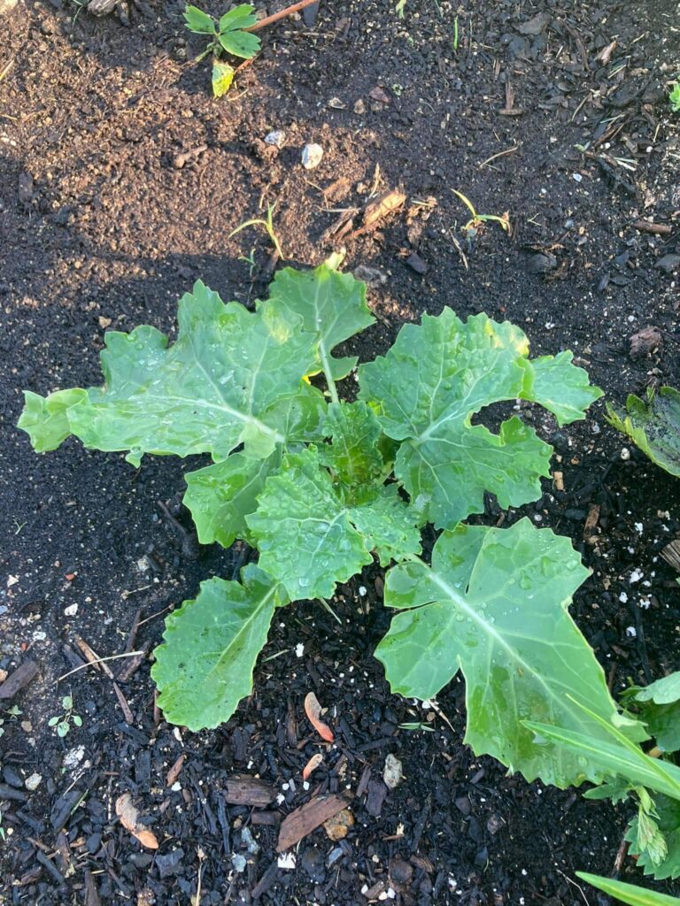 Kale plant