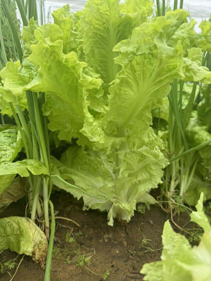Lettuce