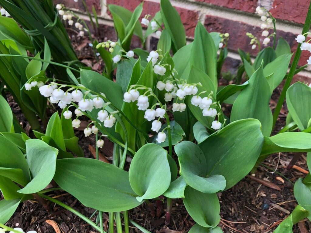 Lily of the Valley