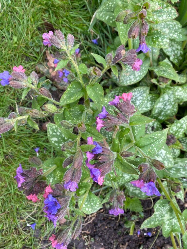 Lungwort