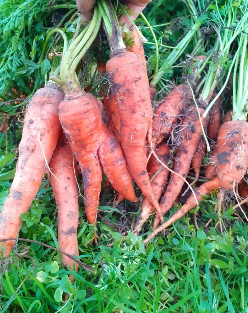 Organic carrots
