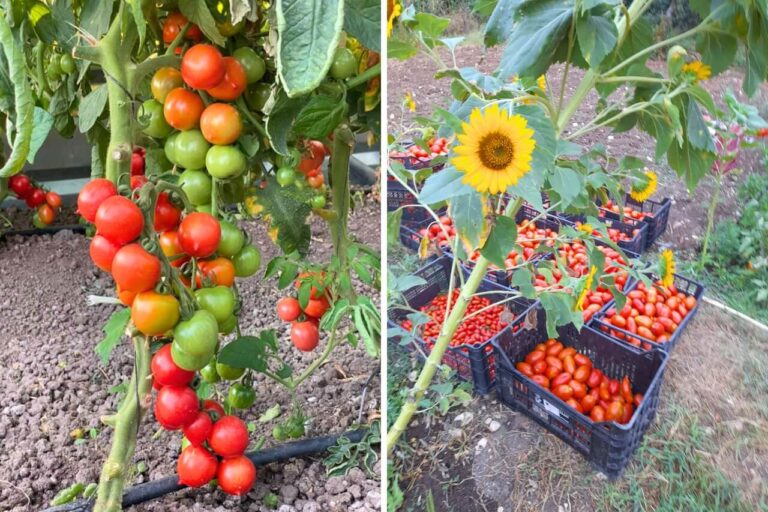 Prune Tomatoes
