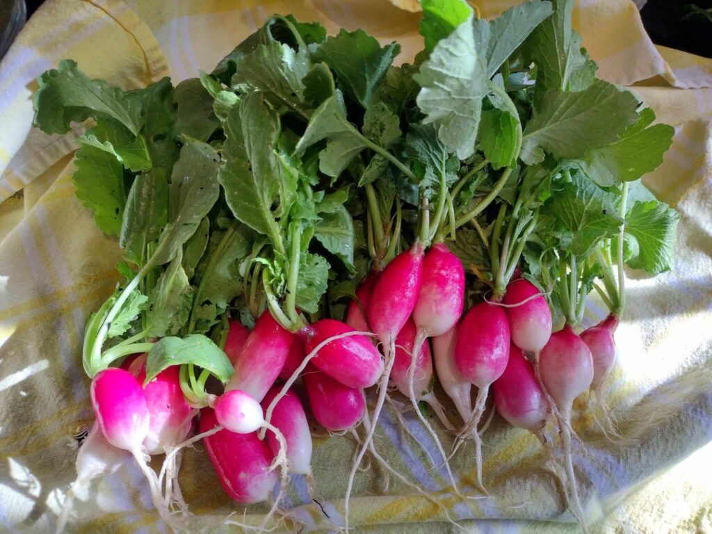 Radishes