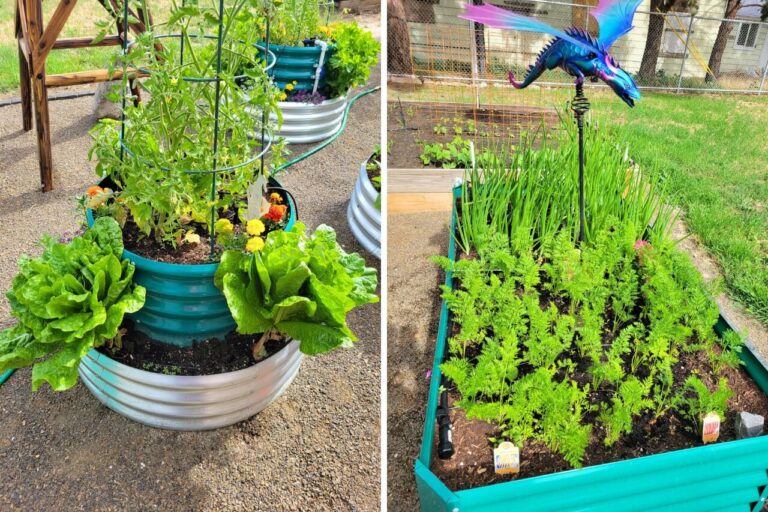 Beginner Raised Bed Garden Mistakes to Avoid