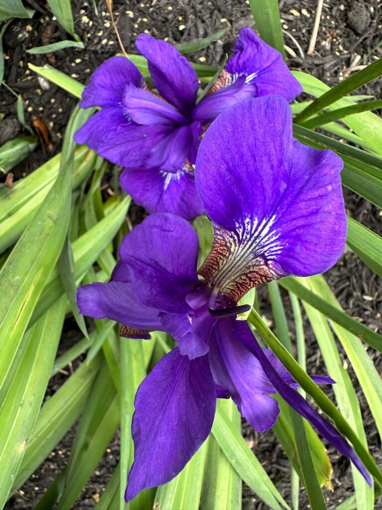 Siberian Iris