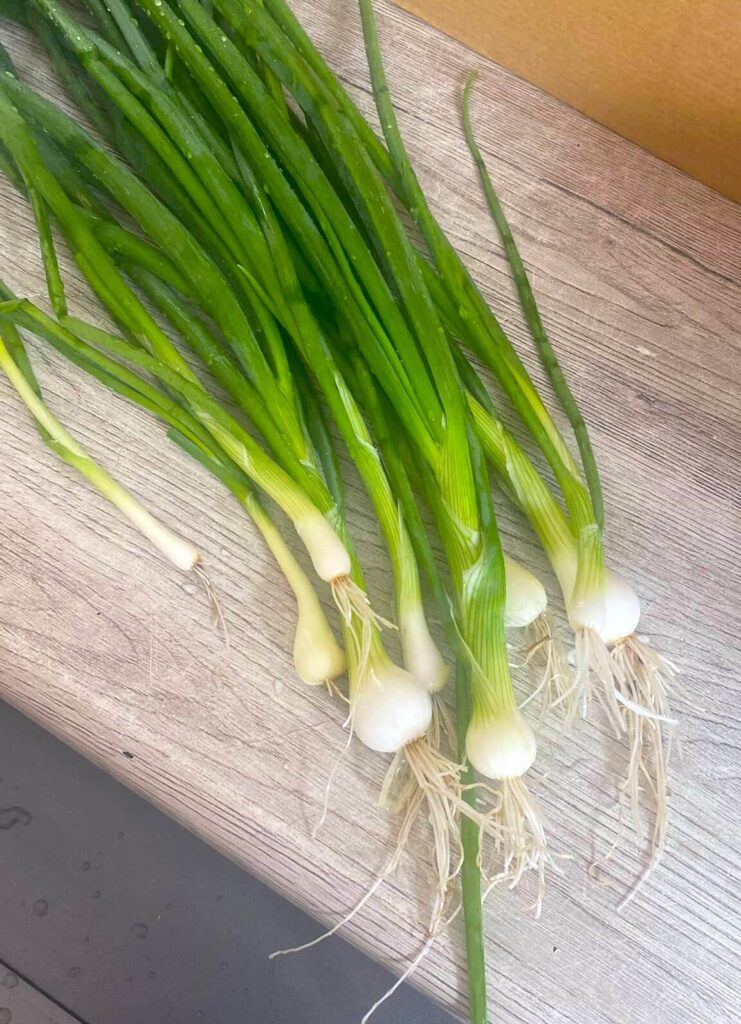 Spring onions