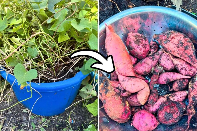 Sweet Potatoes in Containers