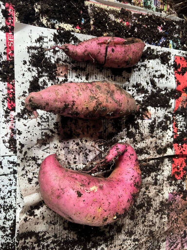 Sweet potatoes from the garden