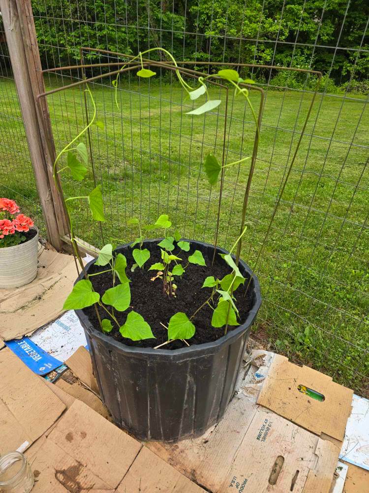 Sweet potatoes outdoor