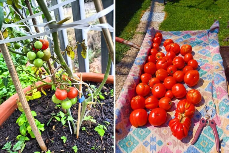 Tomato growing mistakes