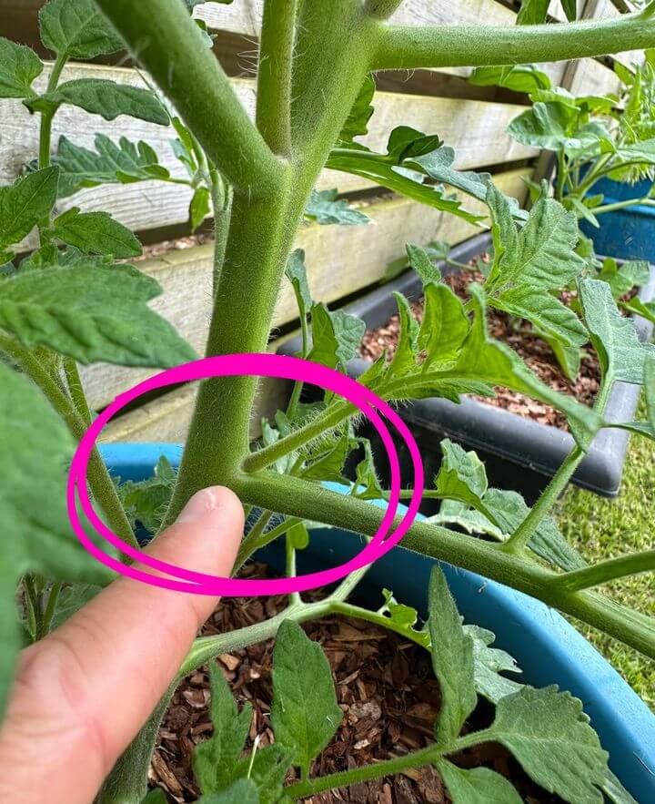 Tomatoe sucker