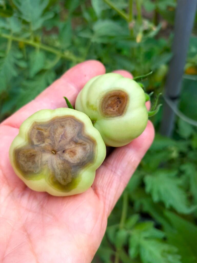 Tomatoes with probable calcium deficiency