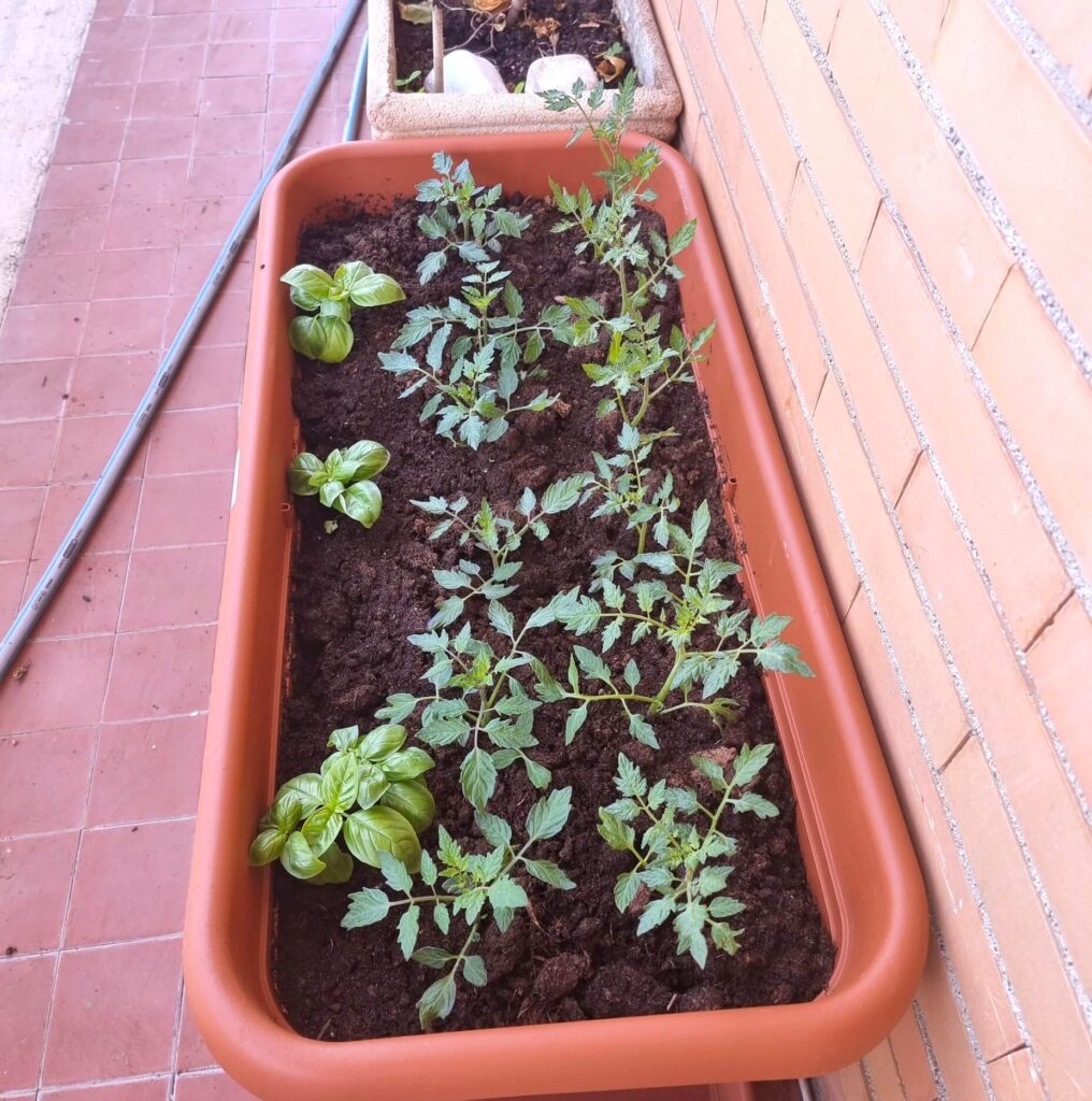 Tomato plants with supports