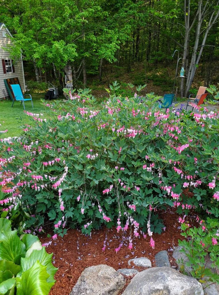 Very large Bleeding Heart