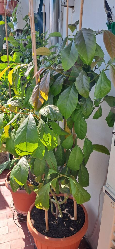 One of my avocado plants after a few years
