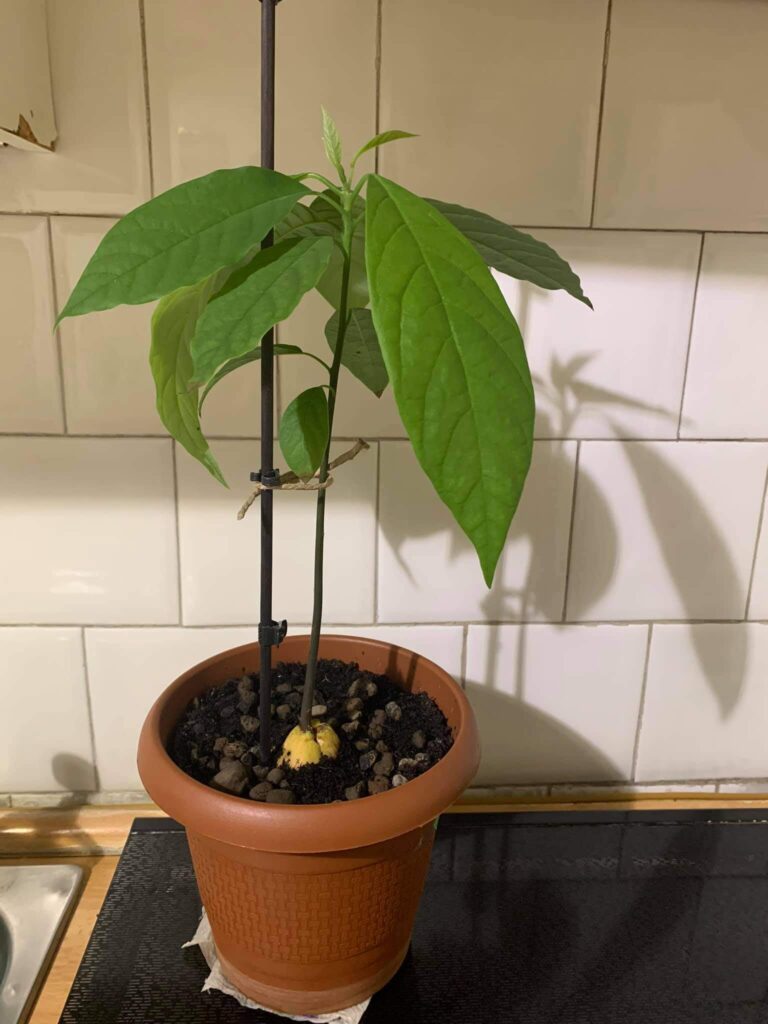 The avocado after a few months