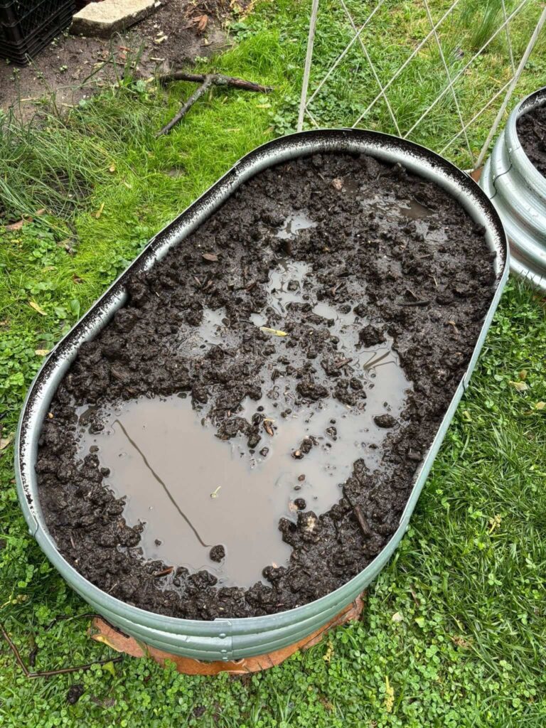 Raised bed with poor drainage