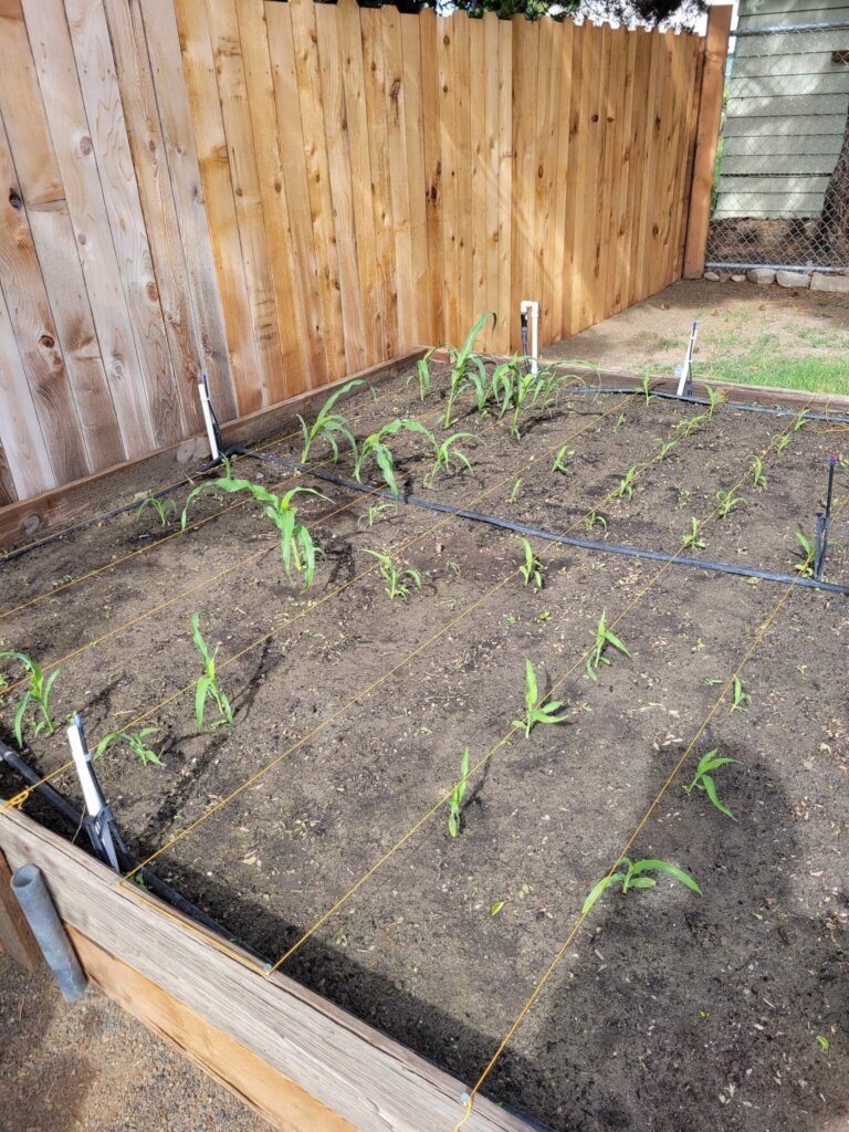 Garden bed with good spacing and central irrigation