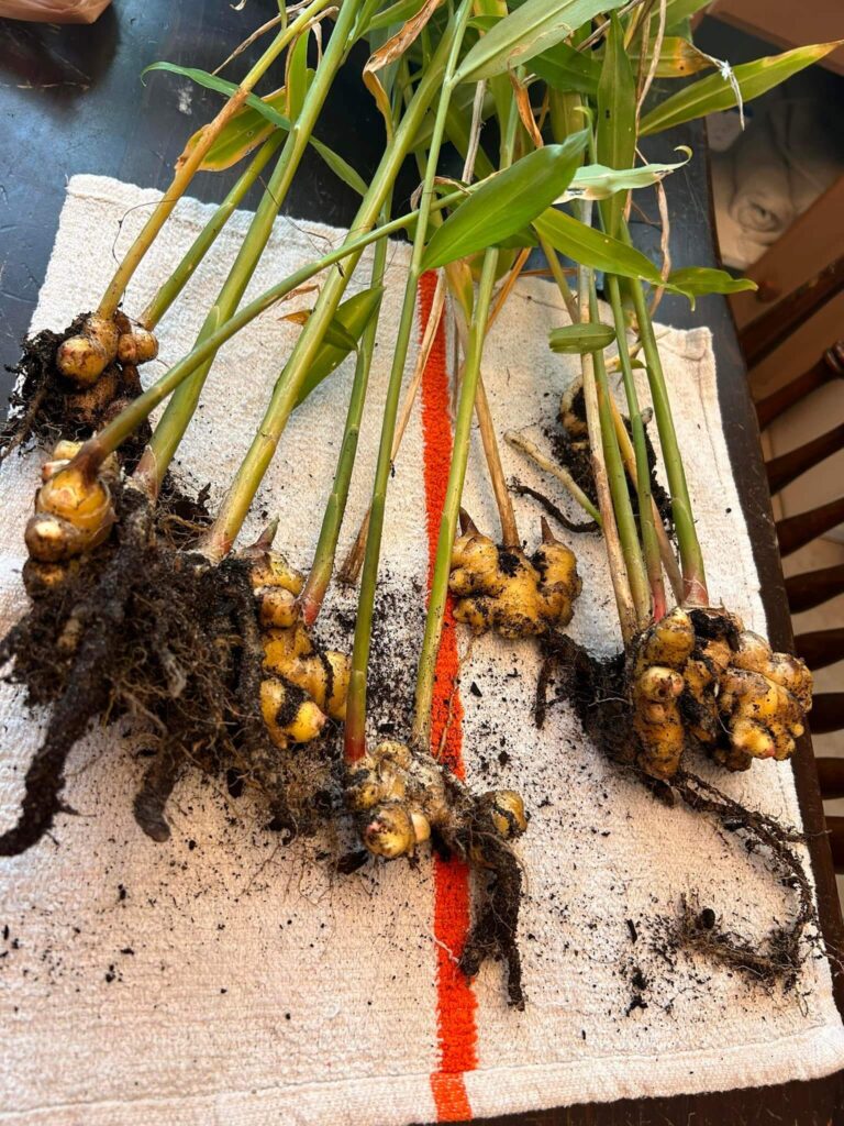 Pulled out ginger