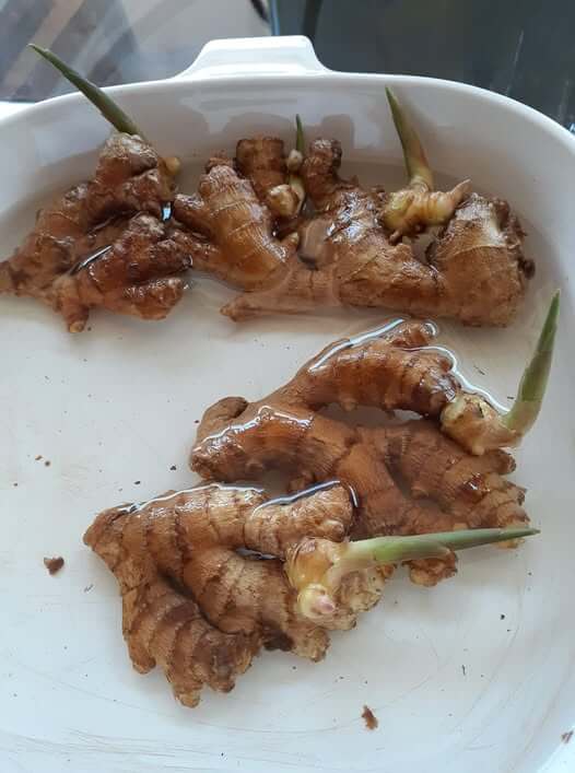 ginger root developing