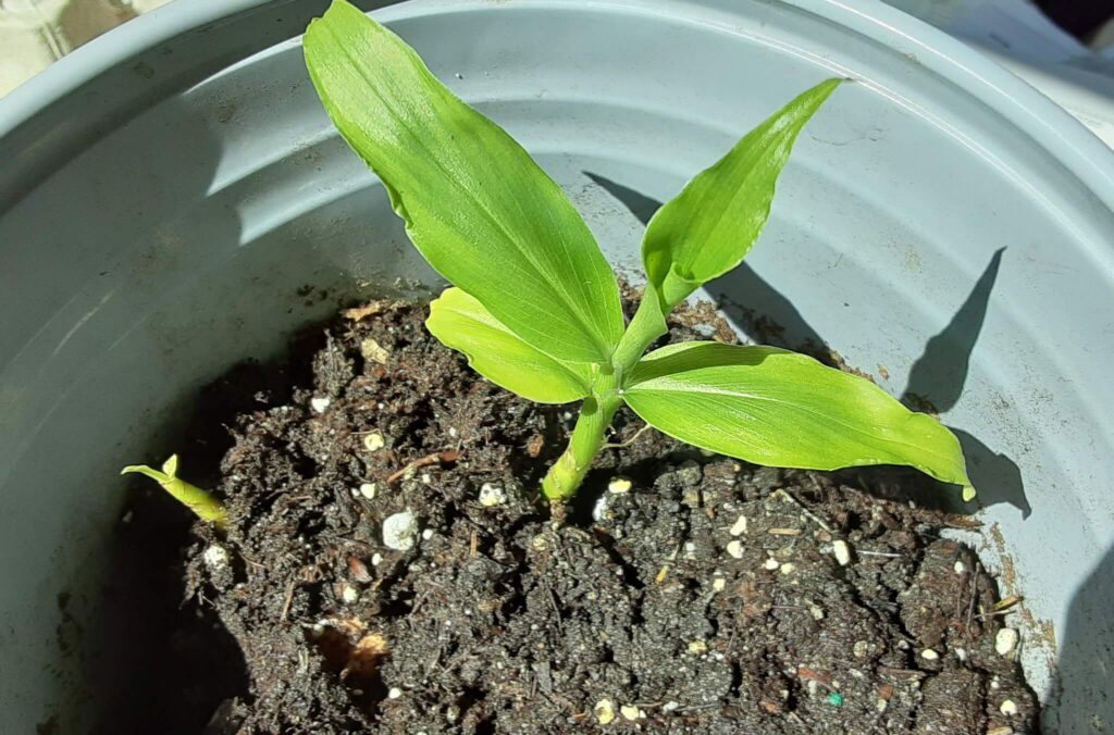 Small ginger plant