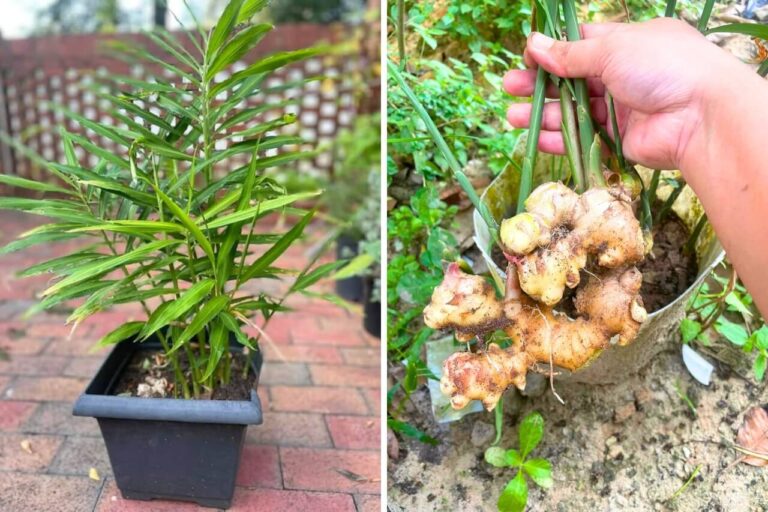 grow ginger in a pot