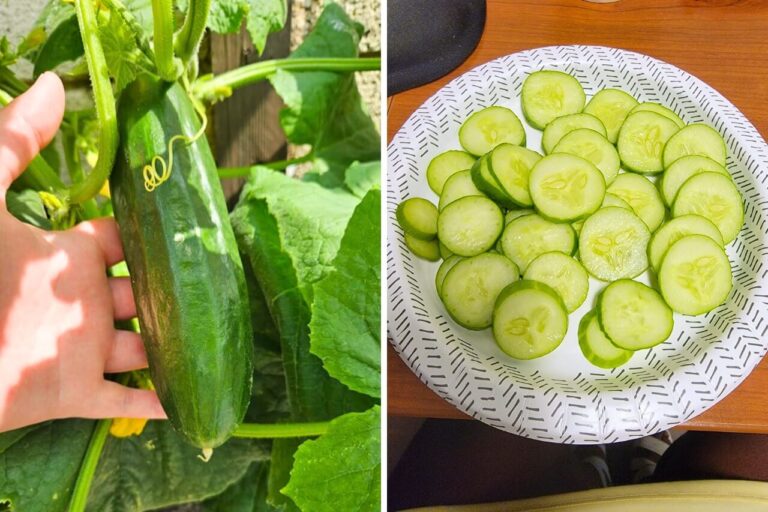 growing cucumbers in containers