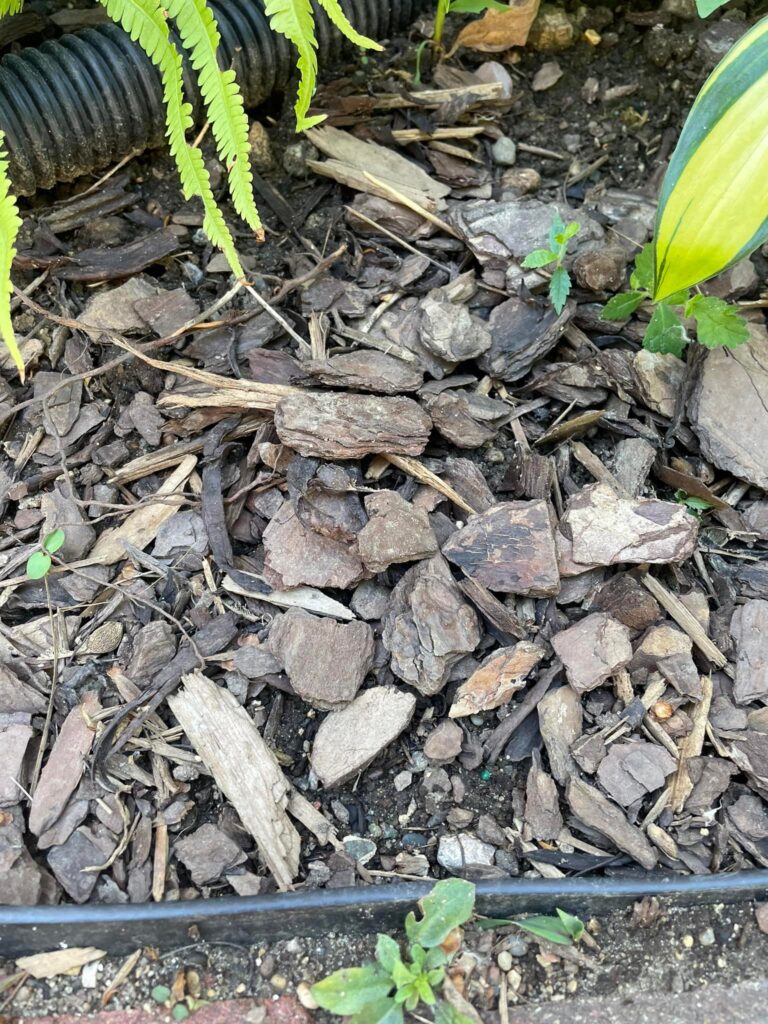 pine bark mulch