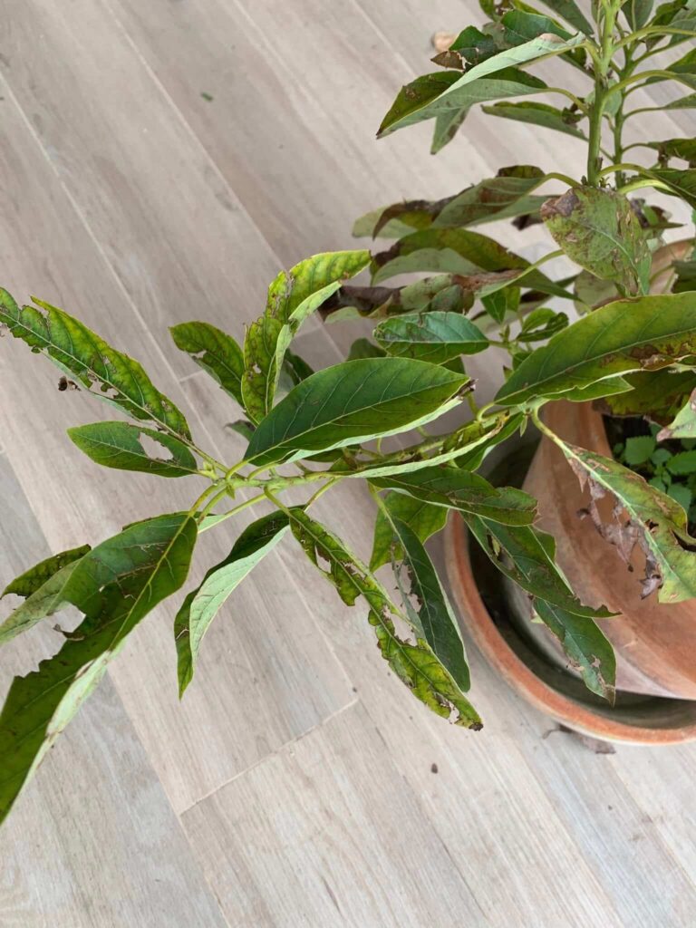 plant left in the cold after a hailstorm