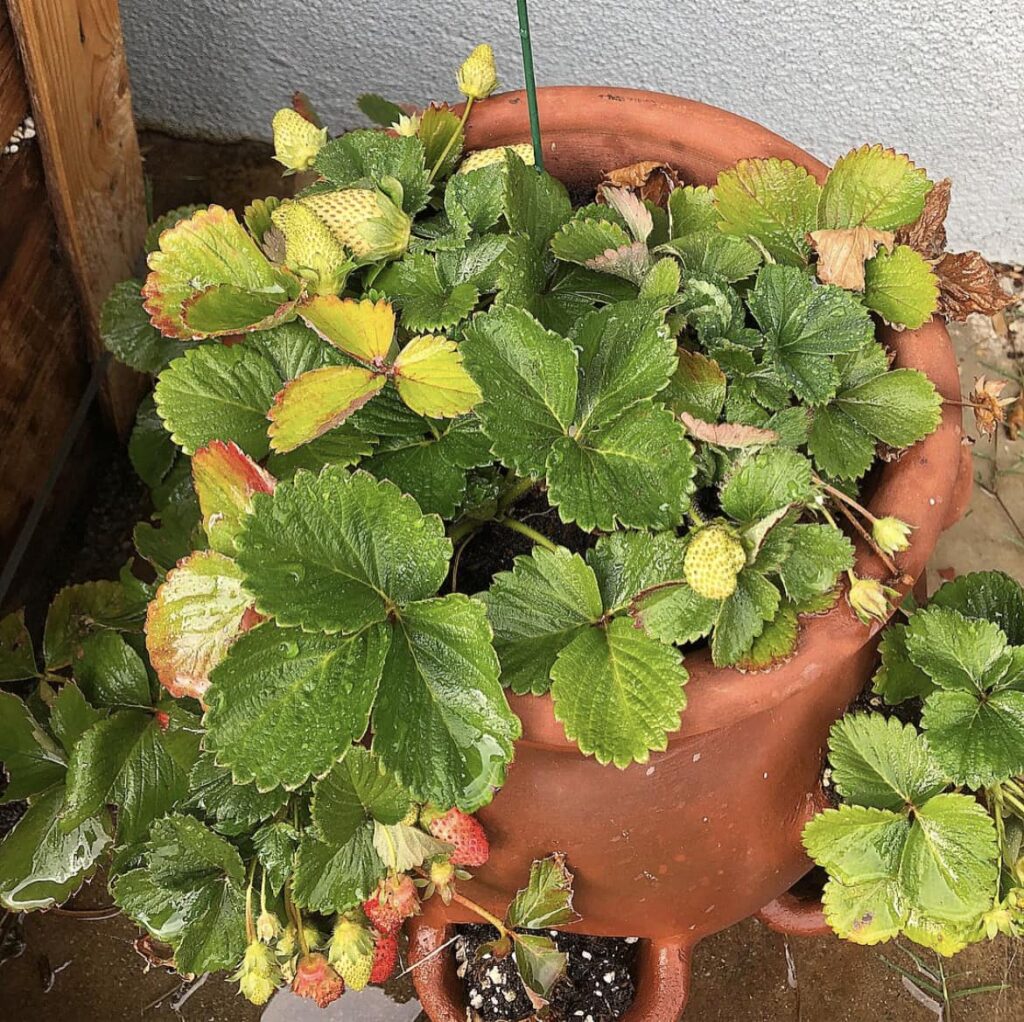 Strawberry plant with wet leaves