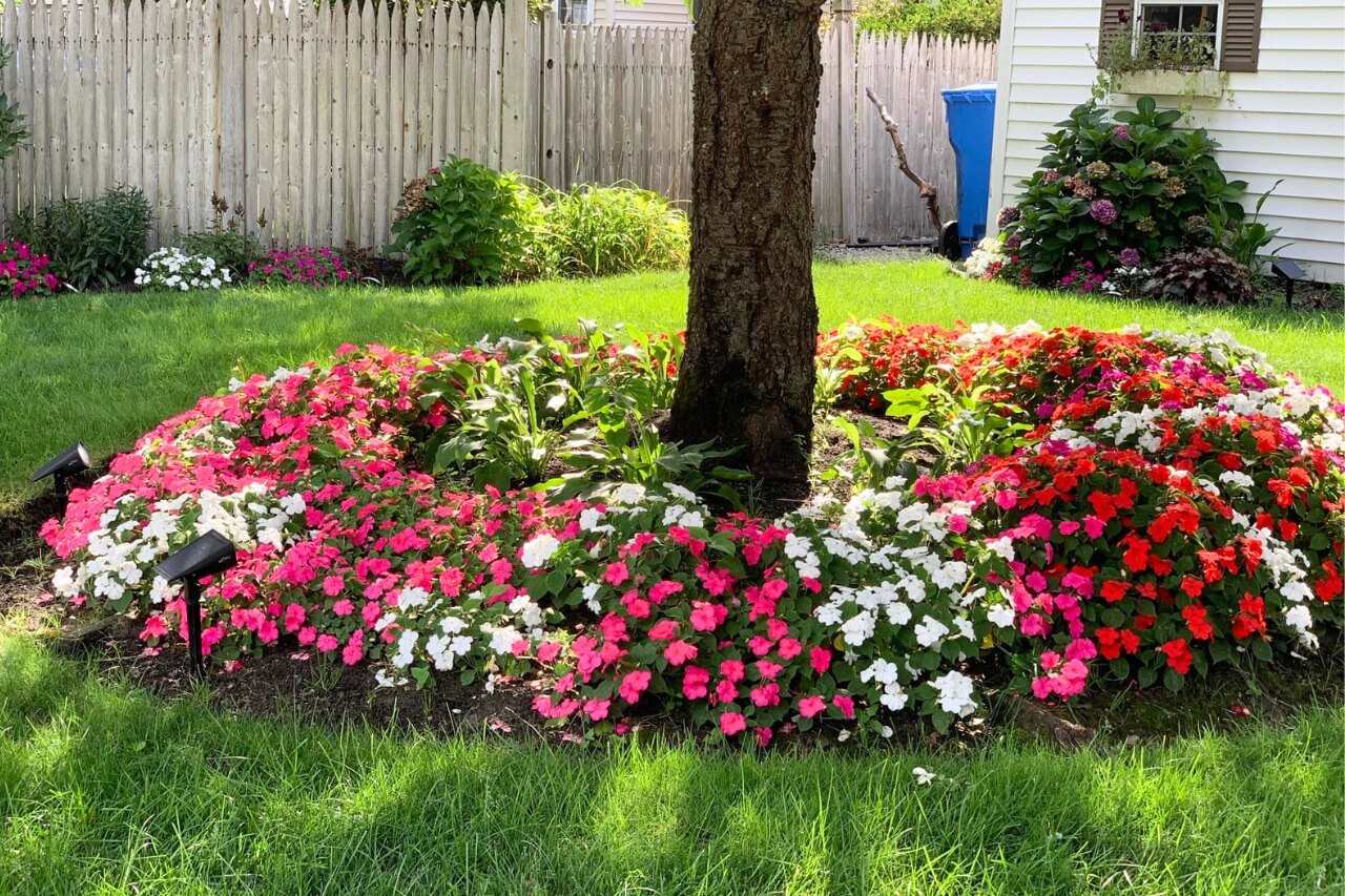 plants under tree