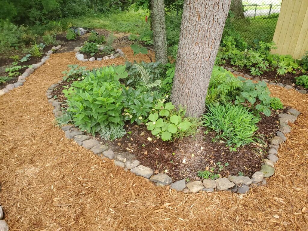 Plants that do well in shade like under trees