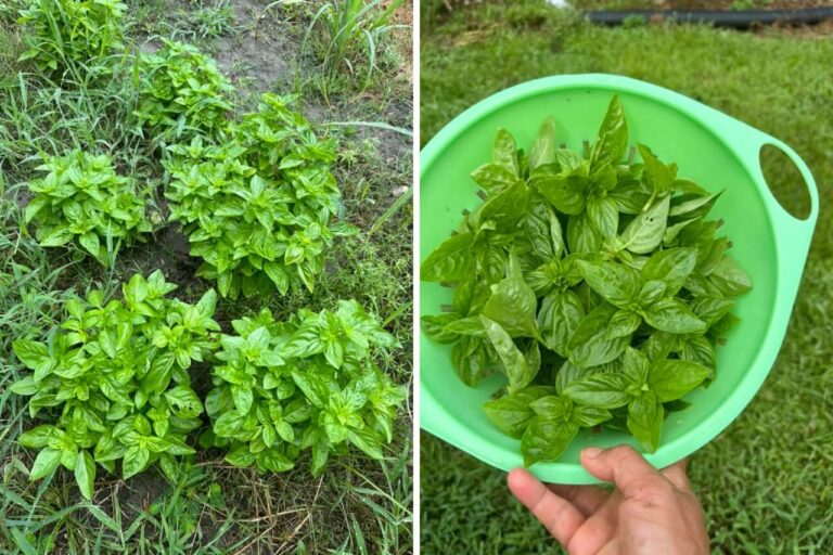 prune basil