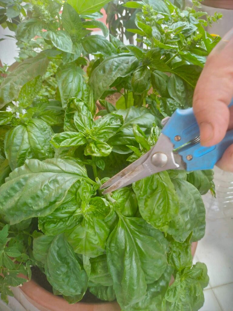 pruning basil